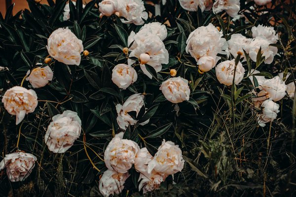 Jardinière en acier corten nalunes : Élégance durable pour votre jardin