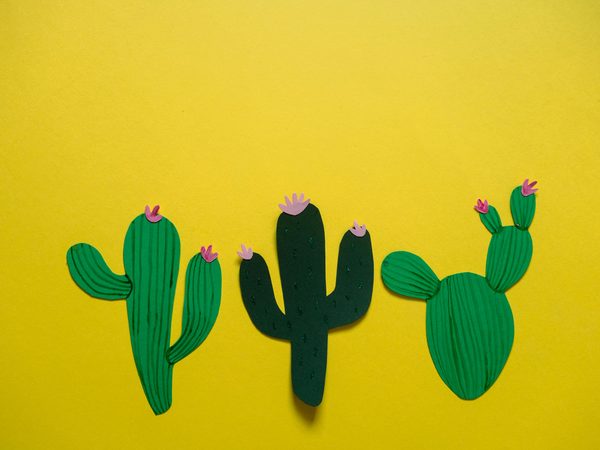 Papier peint cactus : transformez votre intérieur avec style