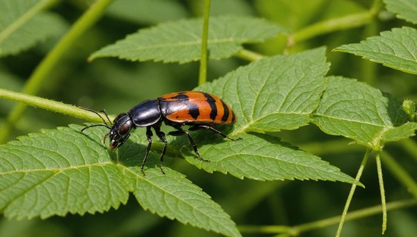 Solutions écoresponsables pour lutter contre les nuisibles en drôme